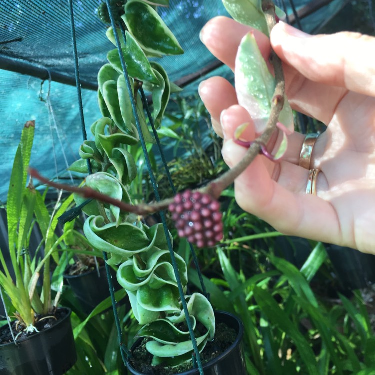 Hoya Carnosa Compacta Variegata, Indian Rope Plant (outside Variegation ...