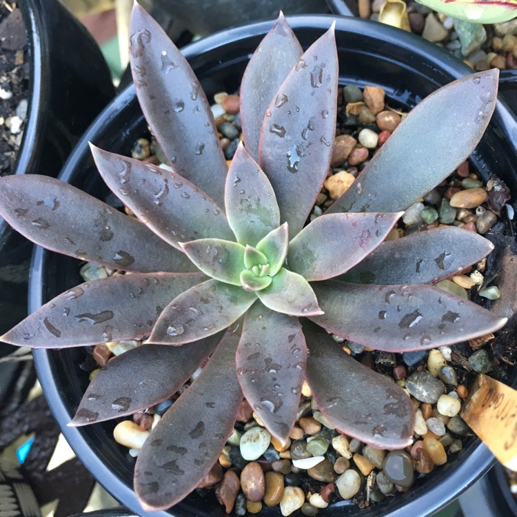 Plant image Echeveria Serrana