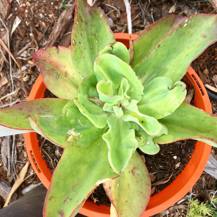 Plant image Echeveria Pallida