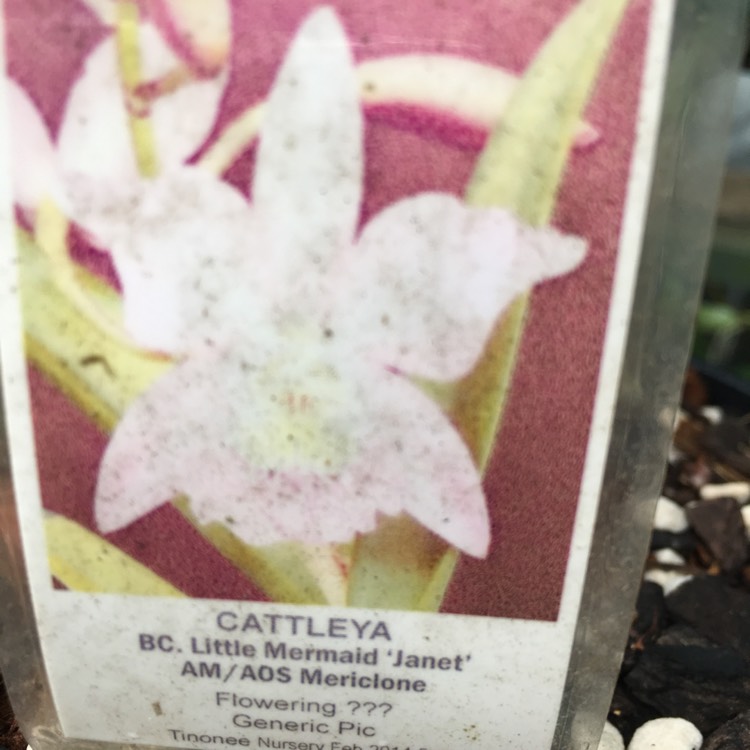 Plant image Cattleya hybrid