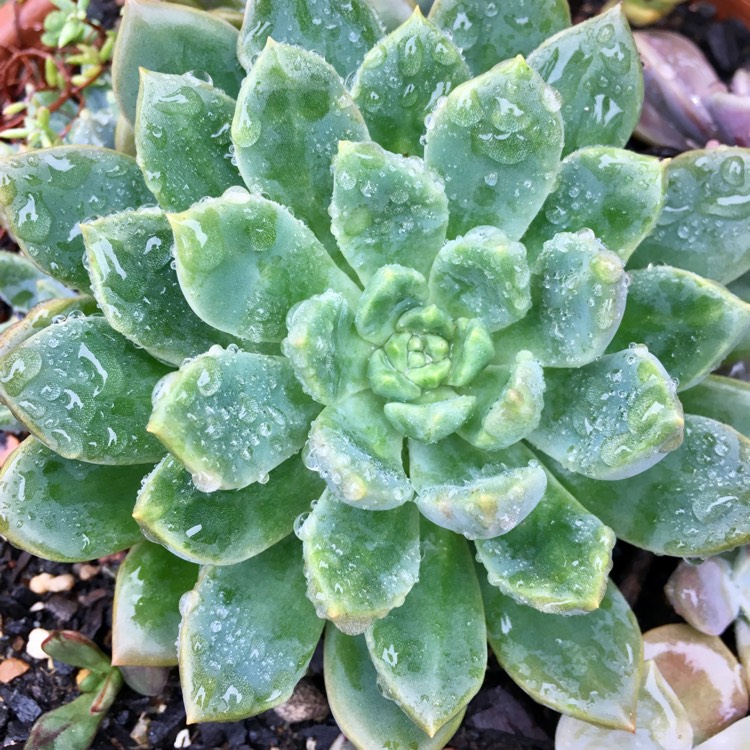 Plant image Echeveria Copper Canyon