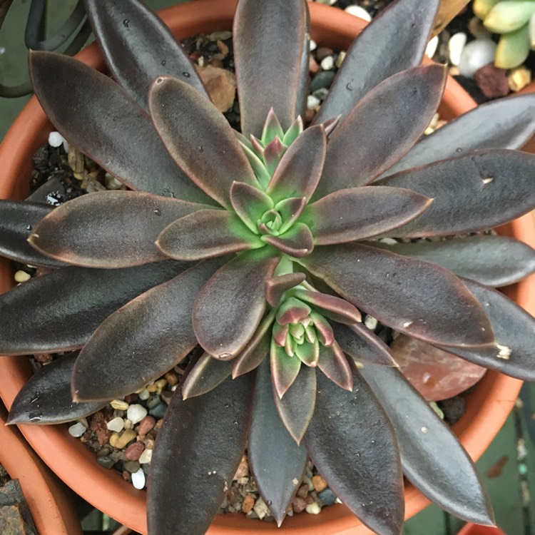 Plant image Echeveria Serrana