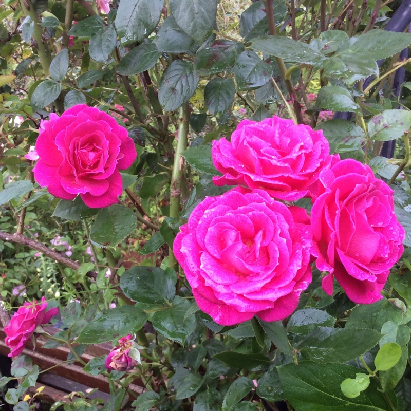 Plant image Rosa 'Chewpope' syn. Rosa 'Gloriana', Rosa 'Gloriana 97', Rosa 'Sugar Plum'