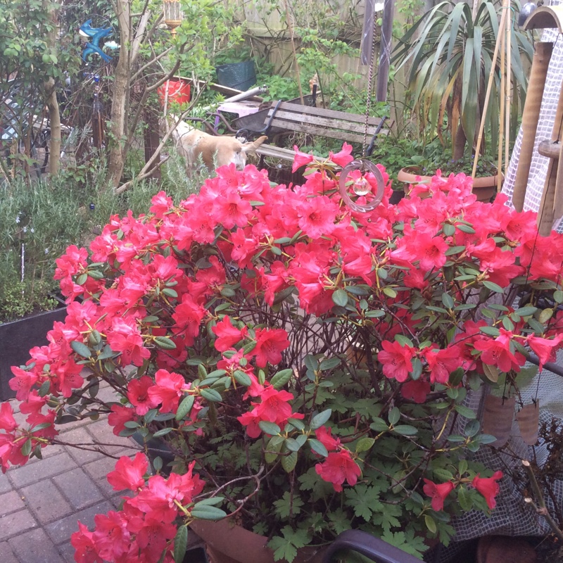 Plant image Rhododendron 'Wendy'