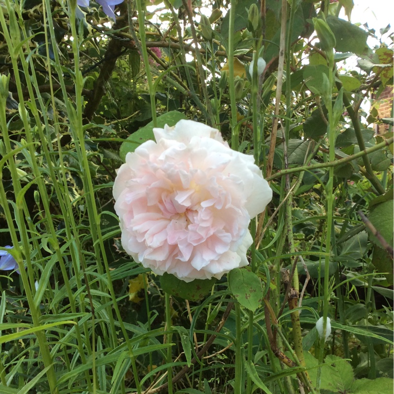 Plant image Rosa 'Ausmak' syn. Rosa 'Eglantyne'