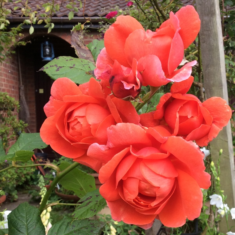 Plant image Rosa 'Austango' syn. Rosa 'Summer Song'