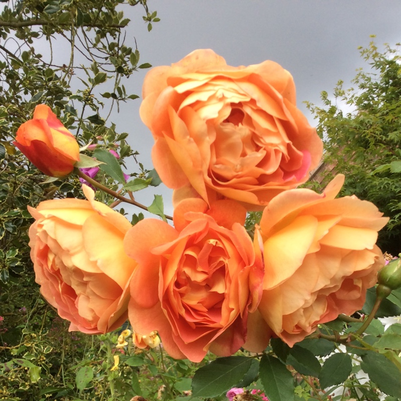 Rose 'Lady of Shalott' (Shrub)