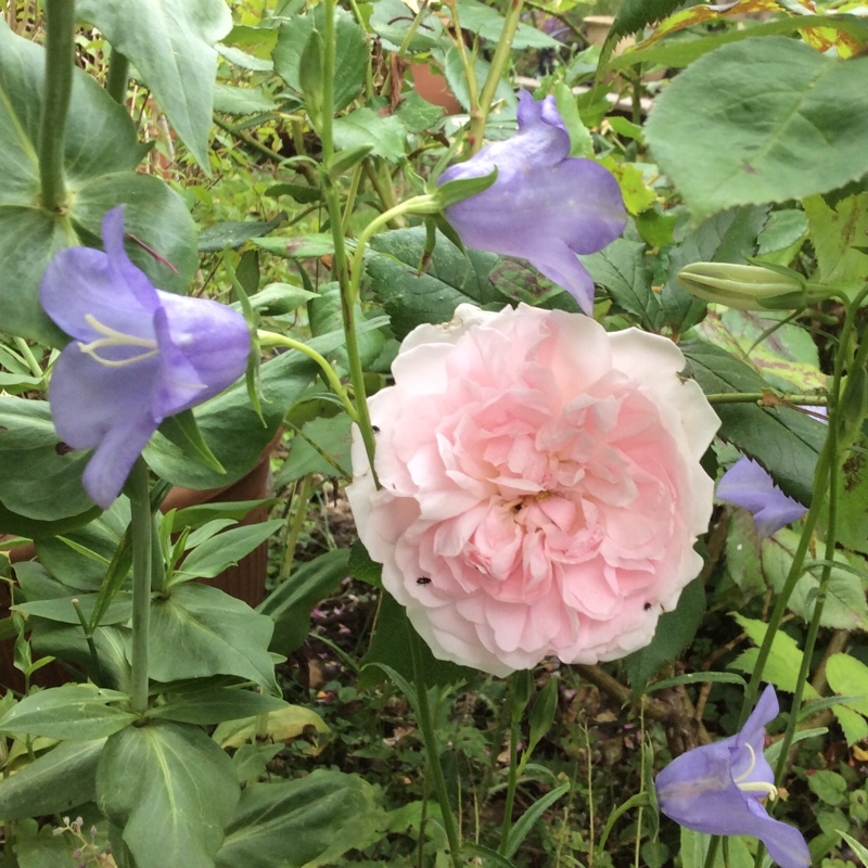 Rose 'Eglantyne' (Shrub)