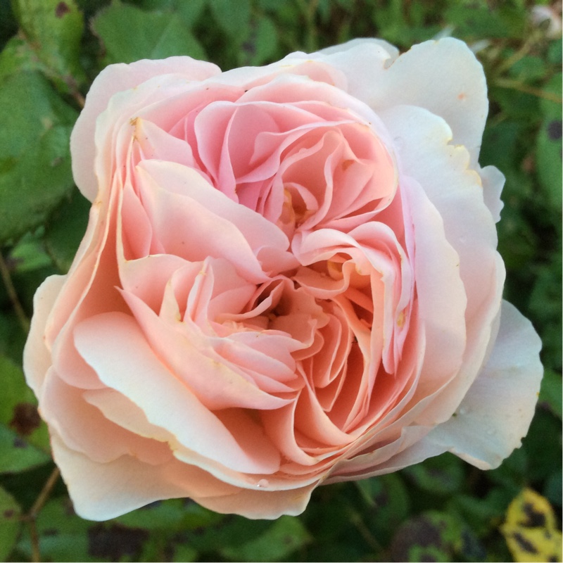 Rose 'A Shropshire Lad' (Shrub)