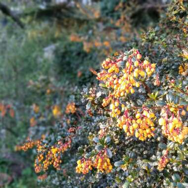 Darwin's Barberry