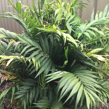 Parlour Palm