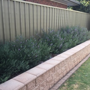 Coastal/Native Rosemary