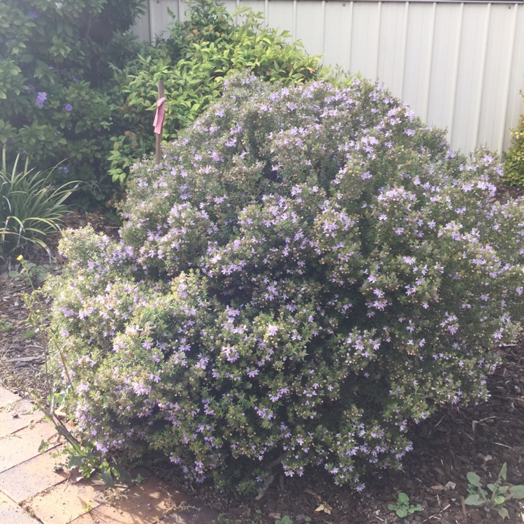 Plant image Westringia fruticosa