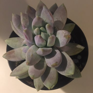 Sedeveria 'Lilac Mist'