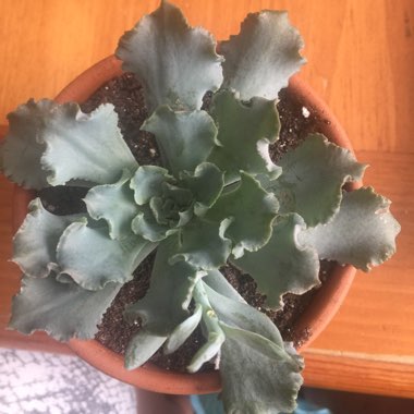 Echeveria Shaviana