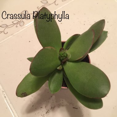 Crassula platyphylla variegated