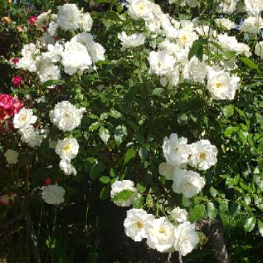 Rosa 'Climbing Iceberg'