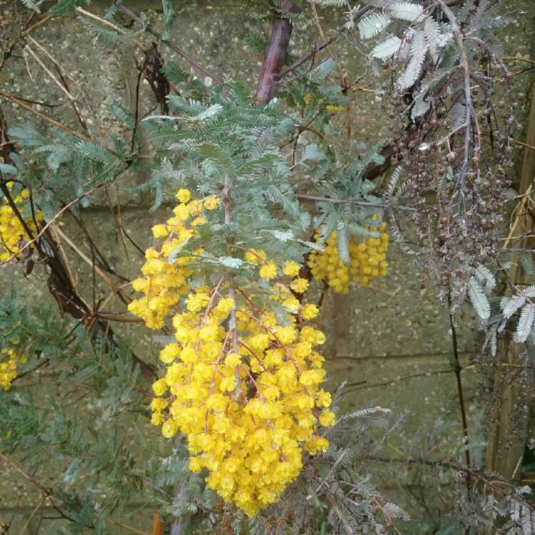 Plant image Acacia baileyana 'Songlines'