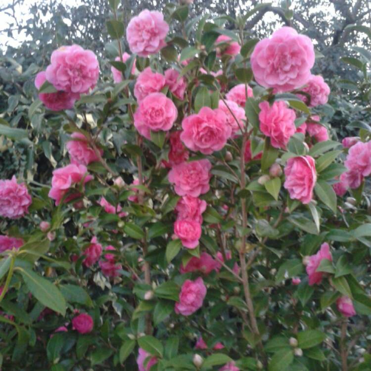 Plant image Camellia x williamsii 'Debbie'