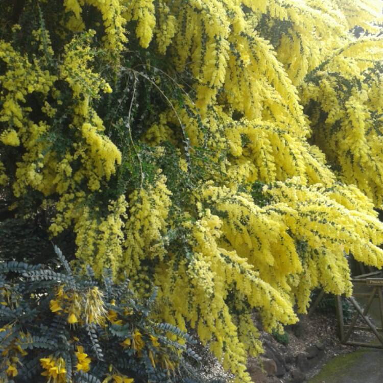 Plant image Acacia pravissima