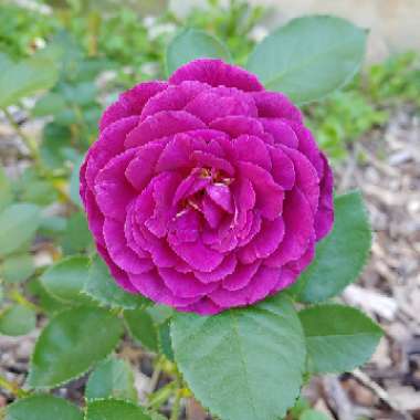 Rosa 'Ebb Tide'