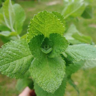 Mentha suaveolens