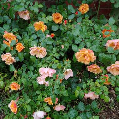 Rosa (Hybrid Tea)