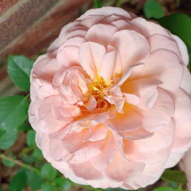 Rosa 'Auscot' syn. Rosa 'Abraham Darby', Rosa 'Candy Rain', Rosa 'Country Darby', Rosa 'Abraham'