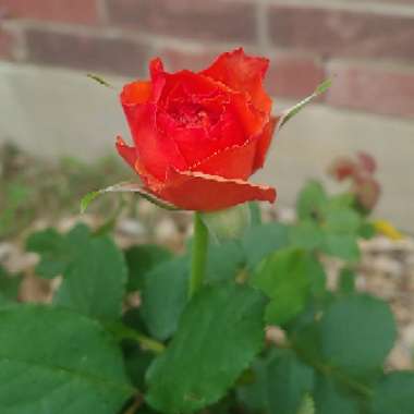 Rosa (Floribunda)