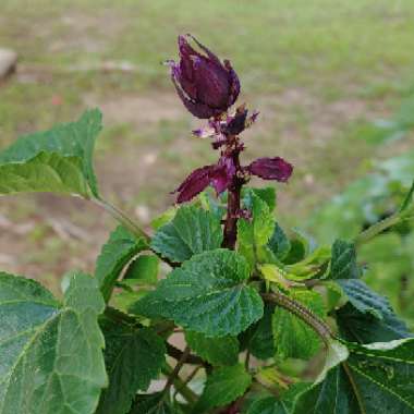 Salvia splendens 'Sizzler Purple'