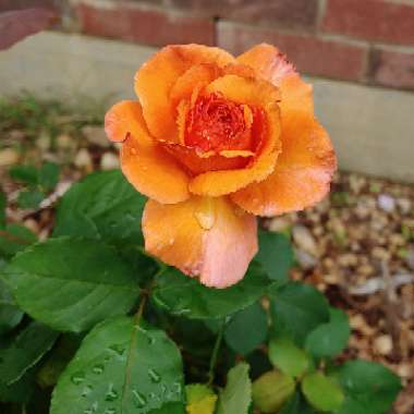 Rosa (Floribunda)