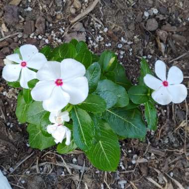 Catharanthus roseus syn. Vinca rosea