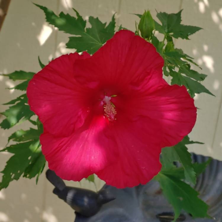 Plant image Hibiscus moscheutos 'Lord Baltimore'