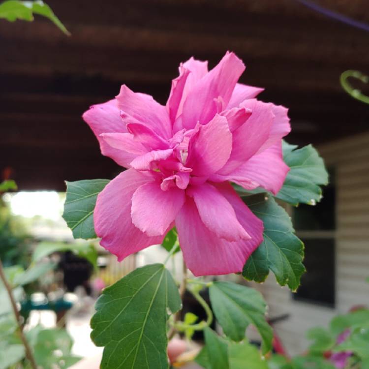 Plant image Hibiscus Syriacus 'Lucy'