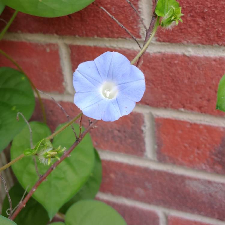 plant image 1164566