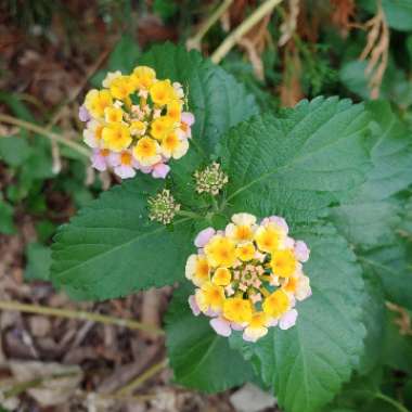 Lantana camara