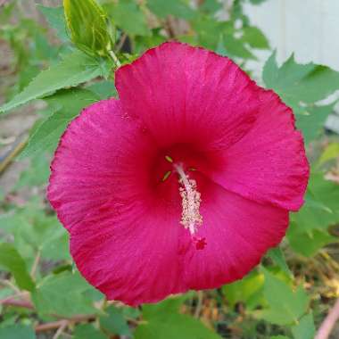 Hibiscus moscheutos 'Lord Baltimore'