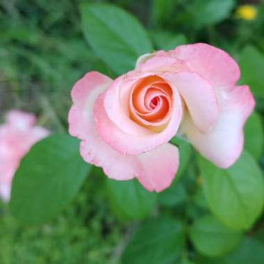 Rosa (Hybrid Tea)