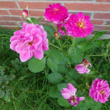 Rosa 'Ebb Tide'