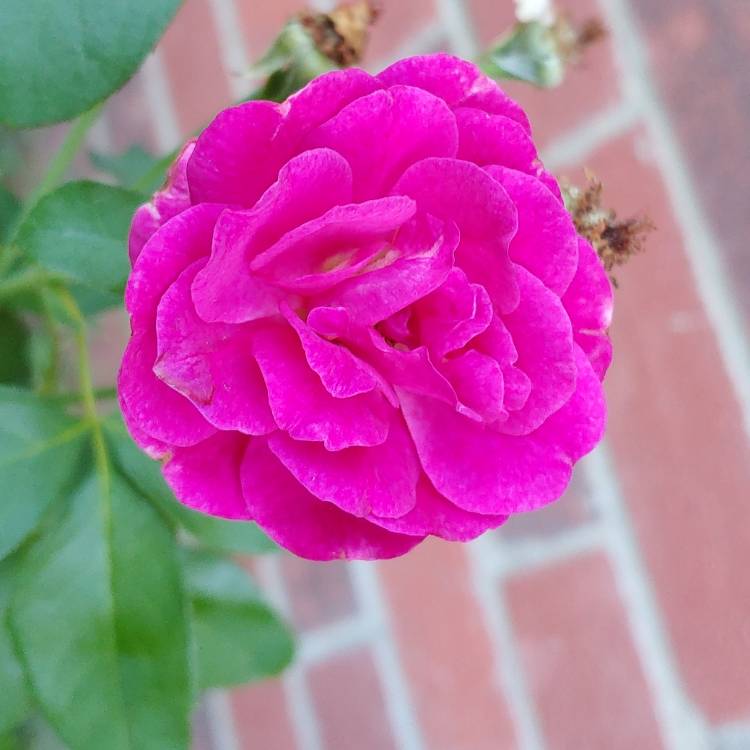 Plant image Rosa 'Ebb Tide'