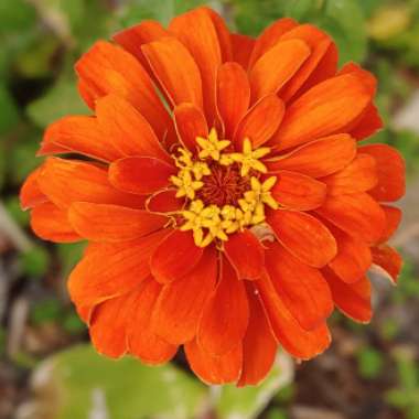 Zinnia elegans