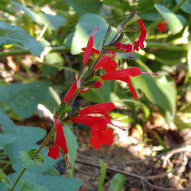 Salvia Coccinea