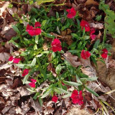 Dianthus chinensis 'Floral Lace Picotee'