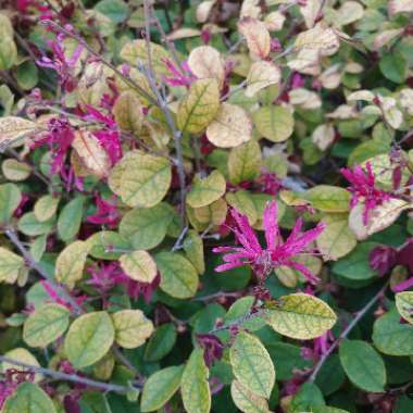 Loropetalum chinense