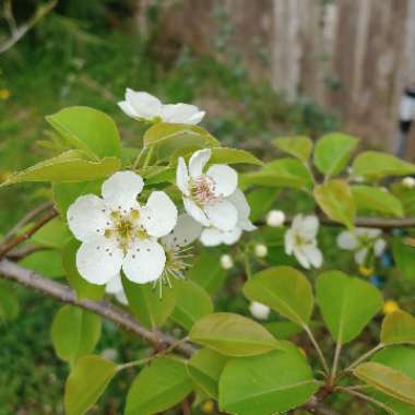 Pyrus communis