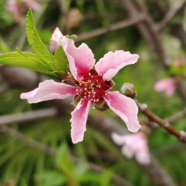 Prunus armeniaca