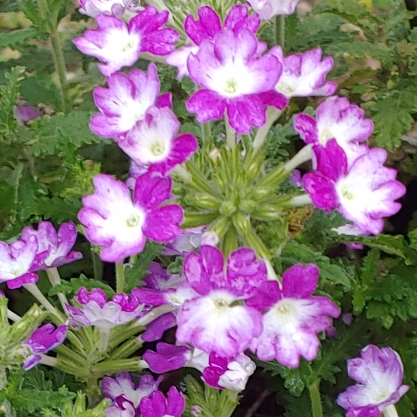 Plant image Verbena 'Lanai® Blue Eyes'