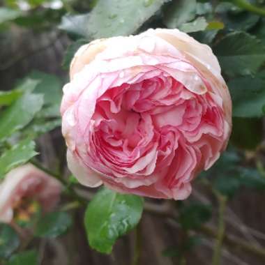 Rosa 'Eden Rose'