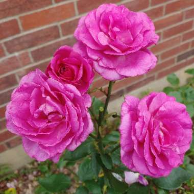 Rosa (Hybrid Tea)