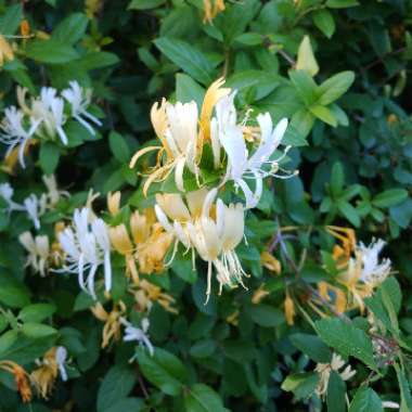 Lonicera